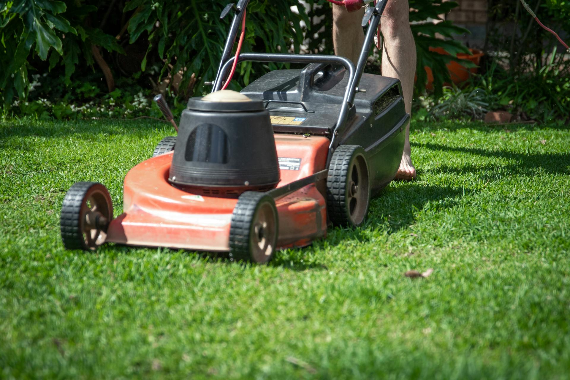 Mown lawn